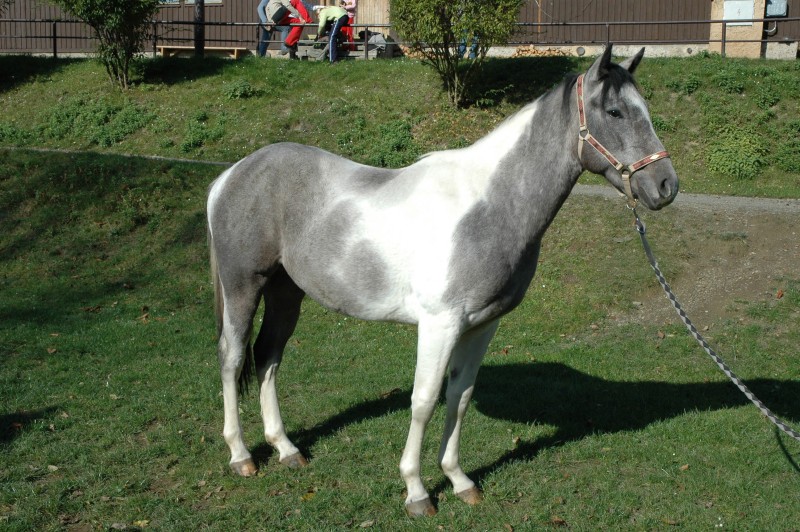 Buck Sparrow Valley ( Bak )